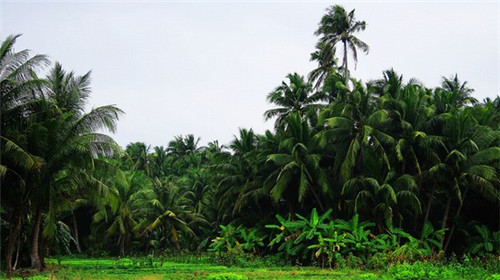 享车APP九折信用加油